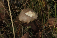 Leccinum schistophilum
