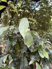 Englerophytum natalense