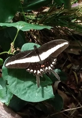 Heraclides hectorides