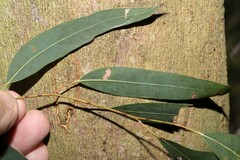 Eucalyptus seeana