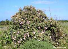 Cistus parviflorus