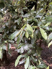 Englerophytum natalense