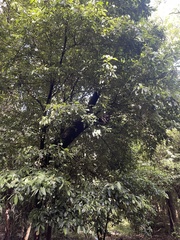 Englerophytum natalense