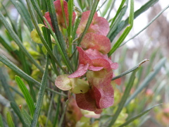 Dodonaea viscosa angustissima