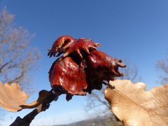 Andricus dentimitratus