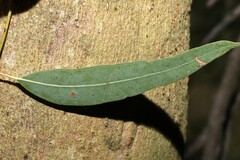 Eucalyptus seeana