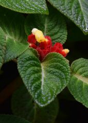 Gesnerieae