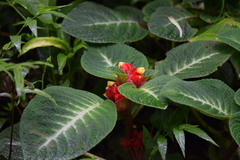 Gesnerieae