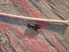 Tridactylidae