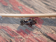 Tridactylidae