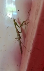 Coptopteryx argentina