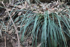 Liriope graminifolia