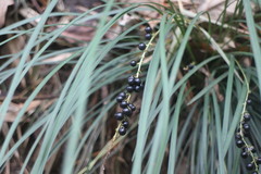 Liriope graminifolia