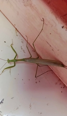 Coptopteryx argentina