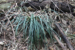 Liriope graminifolia