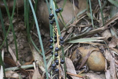 Liriope graminifolia