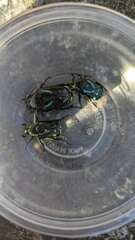 Chlorobapta frontalis