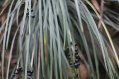 Liriope graminifolia