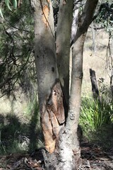Eucalyptus seeana