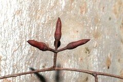 Eucalyptus seeana