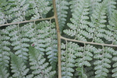 Microlepia nepalensis