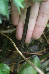 Microlepia nepalensis