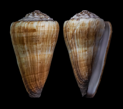 Conus distans