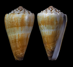 Conus distans