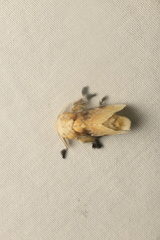 Megalopyge opercularis