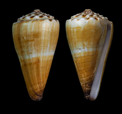 Conus distans