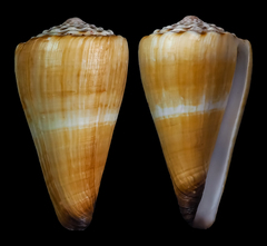 Conus distans