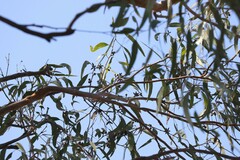 Eucalyptus seeana