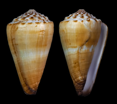Conus distans