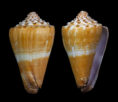 Conus distans