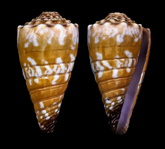 Conus distans