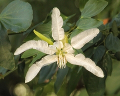 Bauhinia forficata