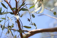Eucalyptus seeana