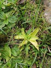 Pinguicula
