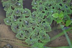 Myriopteris myriophylla