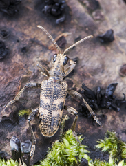 Rhagium mordax