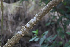 Zanthoxylum avicennae