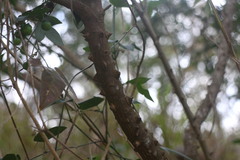 Zanthoxylum avicennae