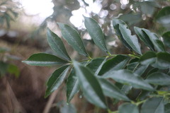 Zanthoxylum avicennae
