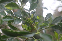 Zanthoxylum avicennae