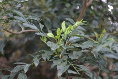Zanthoxylum avicennae