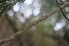 Zanthoxylum avicennae