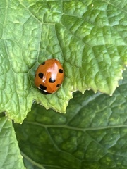 Coccinella algerica