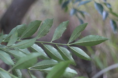 Zanthoxylum avicennae