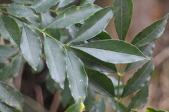 Zanthoxylum avicennae