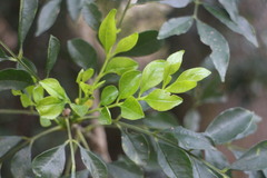 Zanthoxylum avicennae